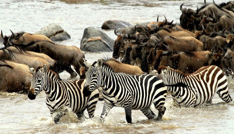 Serengeti Wildlife